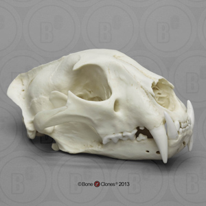 African Leopard Skull BC-060
