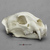 African Leopard Skull