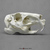 Capybara Skull