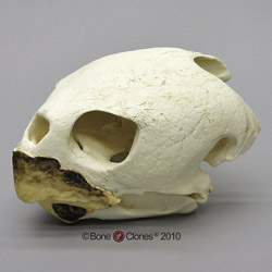 Loggerhead Sea Turtle Skull BC-064