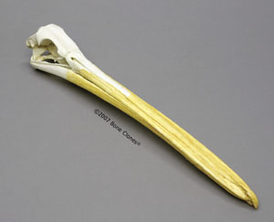 American White Pelican Skull BC-065
