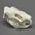 Koala Skull