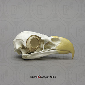 Bald Eagle Skull BC-068