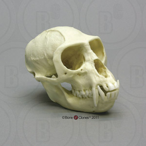 Vervet Monkey Skull BC-069