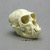 Vervet Monkey Skull Replica