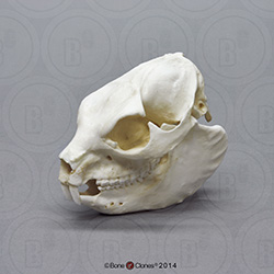 Rock Hyrax Skull BC-070