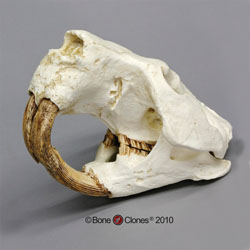 Giant Fossil Beaver Skull Antique Finish BC-071A