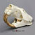 Giant Fossil Beaver Skull Antique Finish