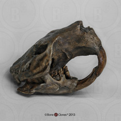 Giant Fossil Beaver Skull Tarpit Finish BC-071T