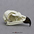 Golden Eagle Skull