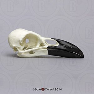 Raven Skull BC-074