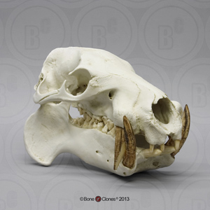 Pygmy Hippo Skull BC-076