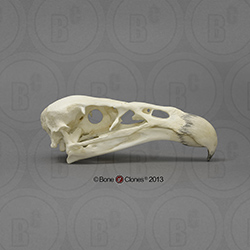 California Condor Skull BC-077