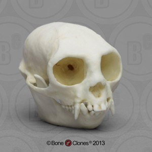 Tamarin Skull BC-080