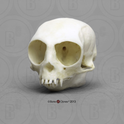 Pygmy Marmoset Skull Replica BC-081