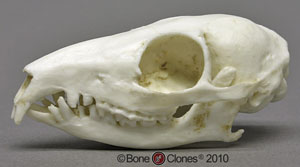 Tree Shrew Skull Replica BC-083