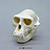 Temple Monkey, Hanuman Langur Skull Replica