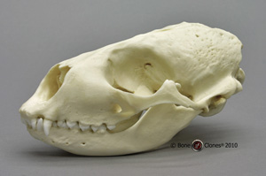 Harbor Seal Skull BC-085