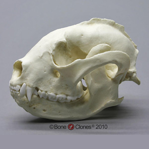 Lesser Panda Skull Replica BC-086