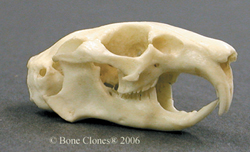 Pika Skull BC-088