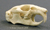 Pika Skull