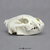 Wolverine skull