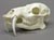 Chinese Water Deer skull
