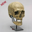 Cro-Magnon Skull and Jaw BC-093-C