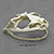Goliath Frog Skull Replica