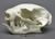 Two-Toed Sloth Skull