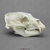 Economy American Black Bear Skull