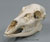 Whitetail Deer Doe Skull