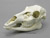 Skulls