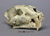 Machairodus giganteus Skull