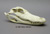 12 Inch Alligator Skull
