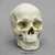 Human Male European Skull