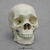 Human Male African Skull