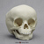 Human 15 to 16-month-old Child Skull
