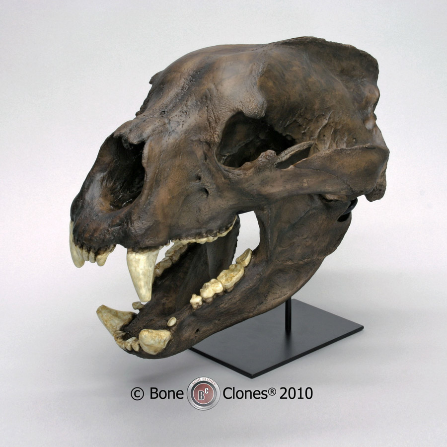 panda bear skull