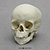 Human Archaic 5-Year-Old Child Skull
