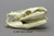 Python Skull