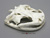 Chinese Giant Salamander Skull