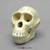 Bonobo Skull Replica