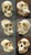 Set of 6 Primate Skulls