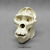 Mountain Gorilla Skull