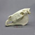 Horse Skull
