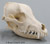 Airdale Skull