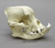 English Bulldog Skull