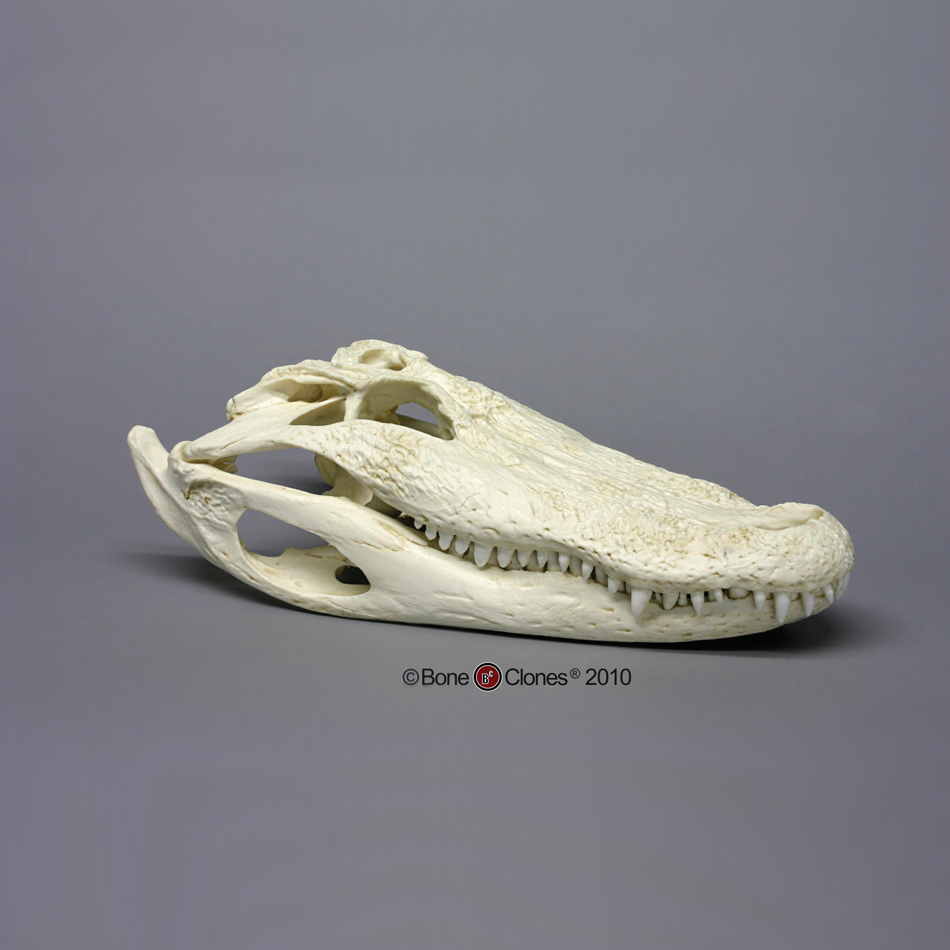 Gator Skull