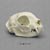Common House Cat skull